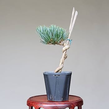 61VCX9ONOyL._AC_UF350,