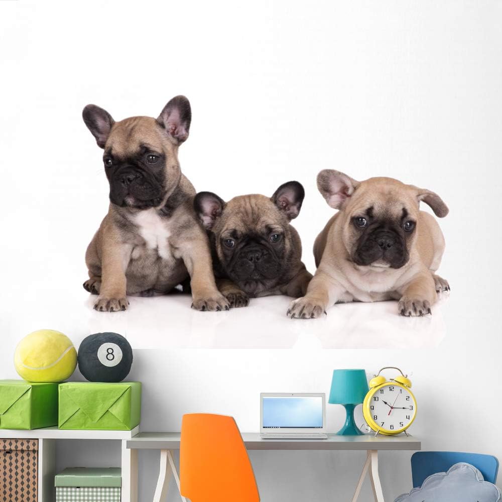 Wallmonkeys French Bulldog Puppies Wall Decal Peel and Stick Animal Graphics (72 in W x 48 in H) WM188145