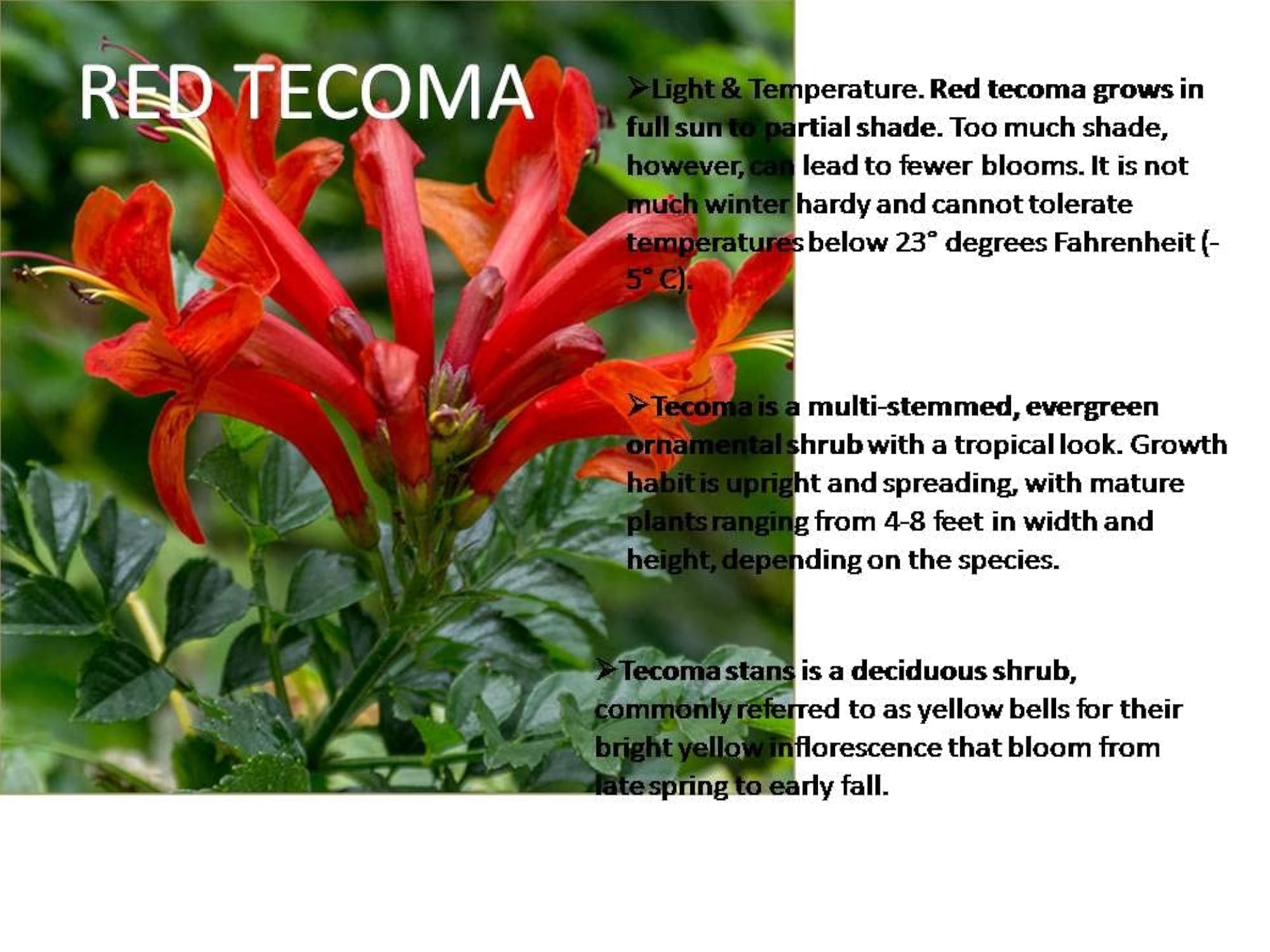 WoFLoo Live Red Tecoma/Tikoma Flower Plant with Pot