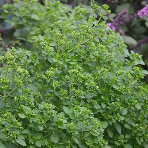 Origanum vulgare (Oregano, Common - Marjoram) – Classic Culinary Herb for Mediterranean Dishes by Park Farm Plants (Seed)