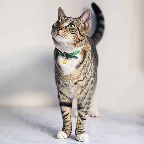 Miniatura 4 de Aoche Campanas para mascotas para collar de perro y gato, paquete de 6, accesorios con dije para mascotas con 1 llavero de acero inoxidable (XS)