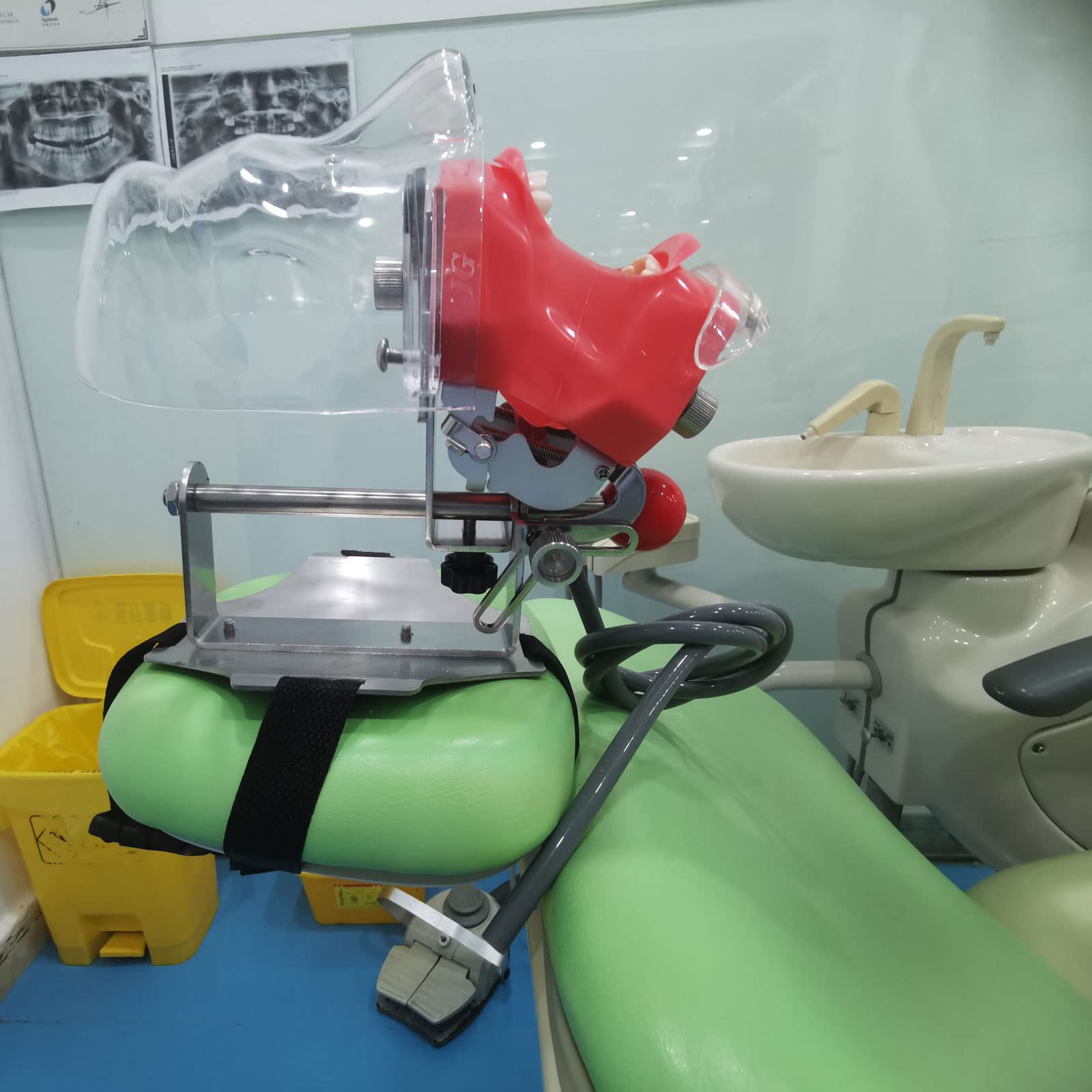 Modello Denti Per Ortodonzia Modello Dentale Typodont Per Ortodonzia Adulti - Standard Dimostrativo Per Studio Dentistico I Denti Dei Giganti - Foto 9