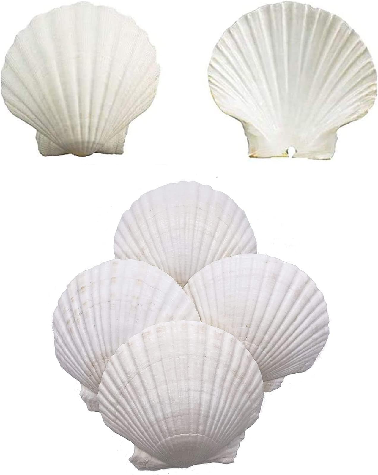 Excefore Scallop Shells for Serving Food, 6PCS Baking Shells Large White Natural Seashell from Sea Beach for DIY Craft Mermaid Beach Wedding Home Decoration (10-13cm)