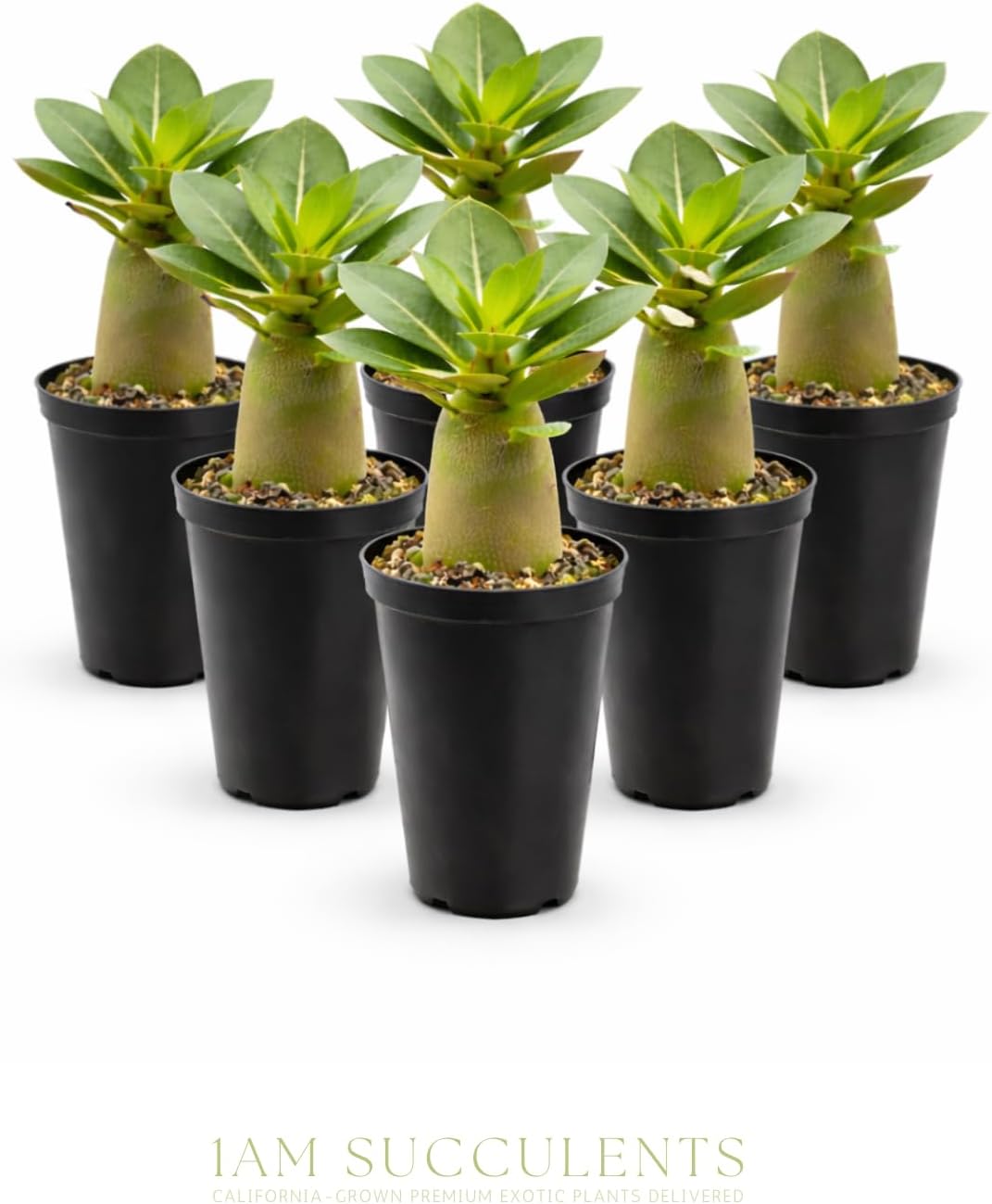 Adenium Obesum Desert Rose Live Plant – Flowering Caudex Succulent – Pink White Blooms – Indoor Outdoor Bonsai-Style Plant (Pack of 6)