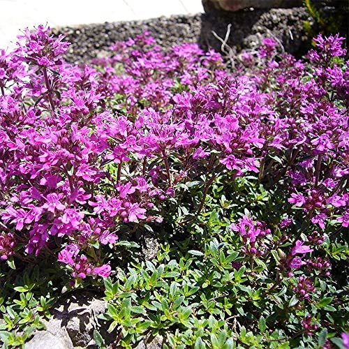 Qauzuy Garden 100 Seeds Creeping Thyme Seeds - Breckland Wild Creeping Elfin Thyme Thymus Serpyllum Seeds- Perennial Showy Ground Lawn Cover- Easy Grow #TOP4