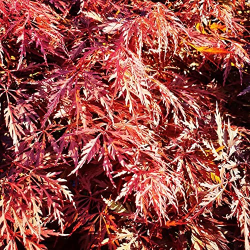 Weeping Japanese Maple Seeds Laceleaf Japanese Maple Ornamental Low Maintenance Hardy Garden Patio Border Outdoor 30Pcs Tree Seeds By Yegaol Garden #TOP4