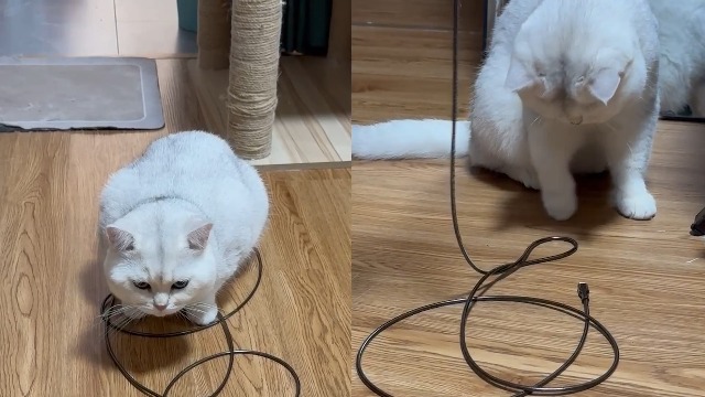 Image of 6FT Chew Proof iPhone Charger Cord - MFi Certified Metal Braided Lightning Cable, Metal Cat & Dog Proof iPhone Charging Cord with 3A Fast Charging for iPhone 14 13 12 11 X XS XR 8 7 6 5