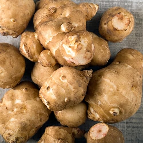 Miniatura 5 de Tubérculos de alcachofa de Jerusalén de 8 onzas para plantar, bombillas de rizomas de choque de alto rendimiento para plantar, jardinería resistente