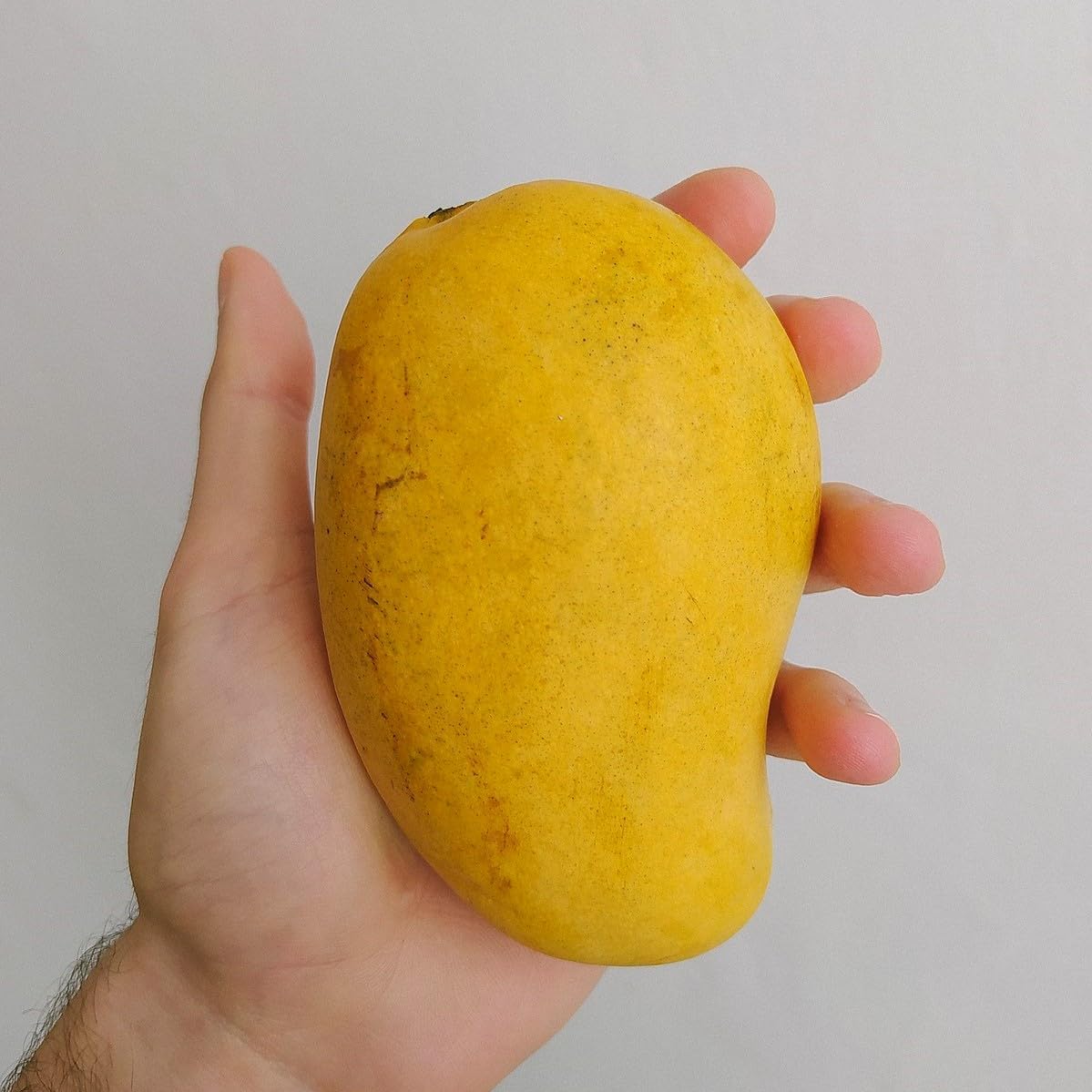 Big Grafted Mango (mangifera) Tropical Live Fruit Tree 3’-4’ ataulfo