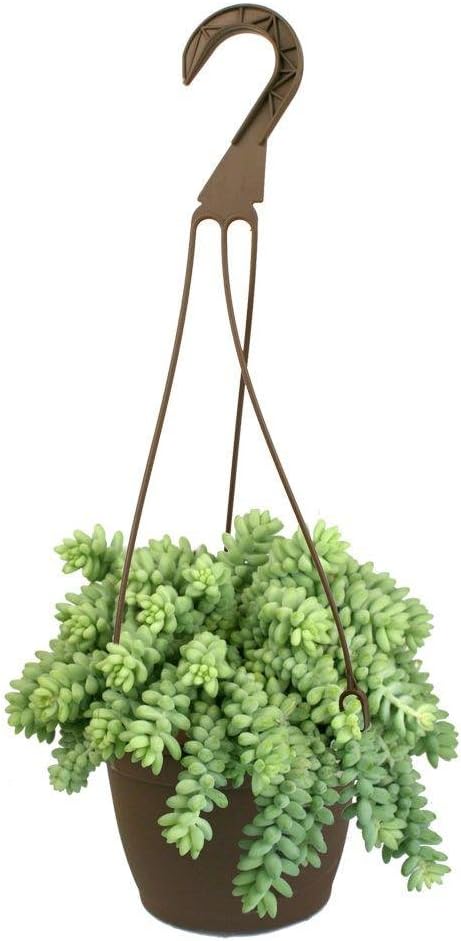 6 in. Hanging Basket Donkey Tails Plant