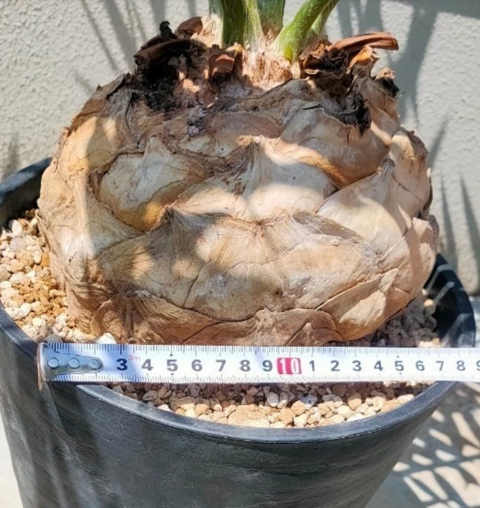 Amazon.co.jp: ホリダス 18cm 超特大 XXL コレクション株 スーパー