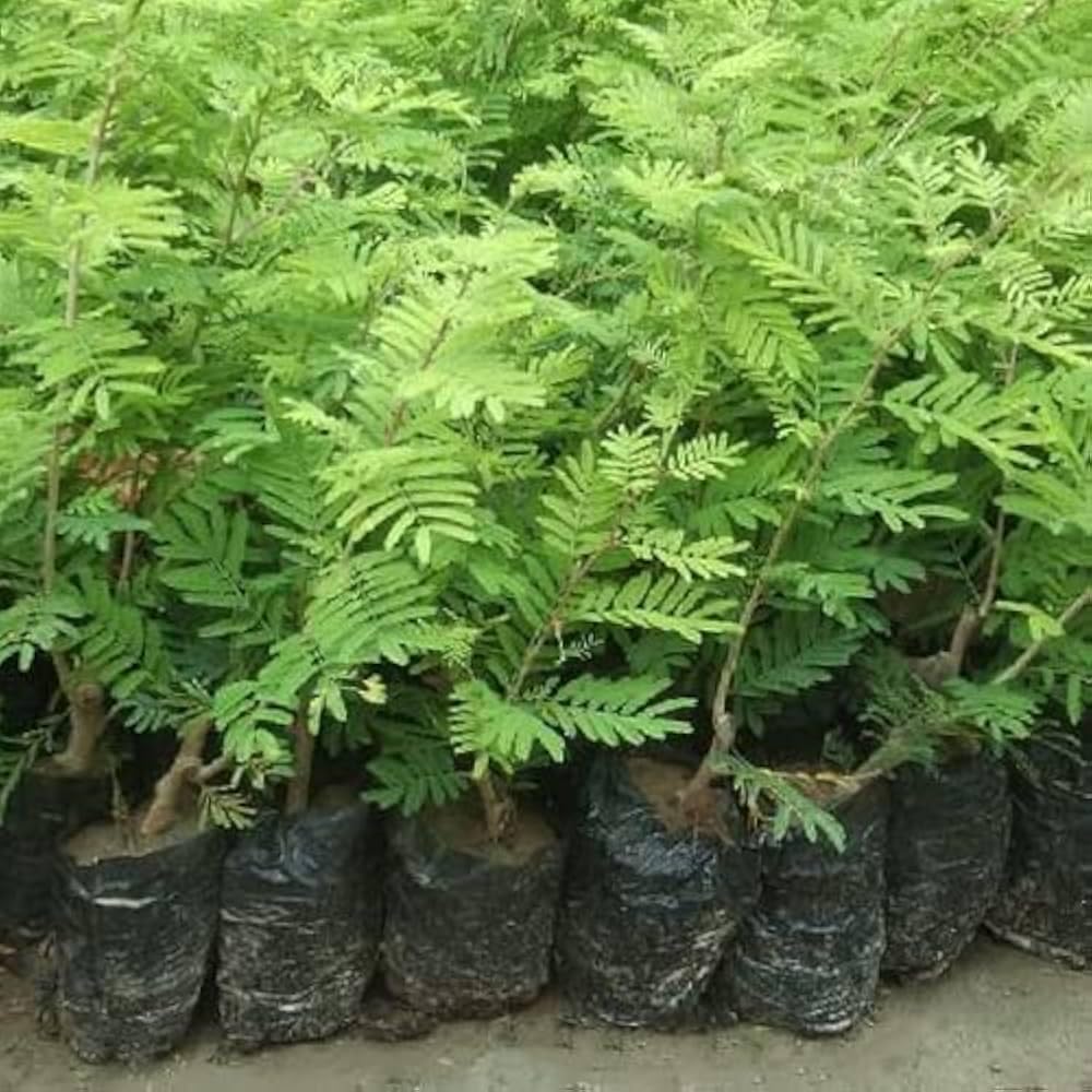 FARMERITY Shami plant original,outdoor live plant for original shami (pack of 1) (B0D8QPCB29) Amazon Price History, Amazon Price Tracker
