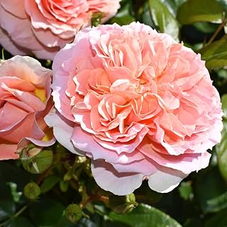 Bare Root Roses Plants 'It's A Wonderful Life' Rose of The Year 2022 Winner Fragrant Floribunda Rose Rosa Apricot/Pink Blooms Hardy Shrub Easy to Grow Your Own, 1x Bare Root by Thompson & Morgan