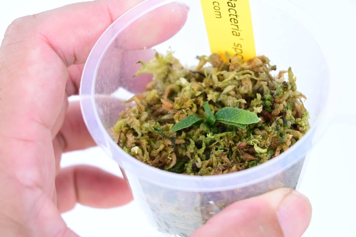 Amazon.co.jp: P.willinckii 'Bacteria' spored⑨ @bikamori.com