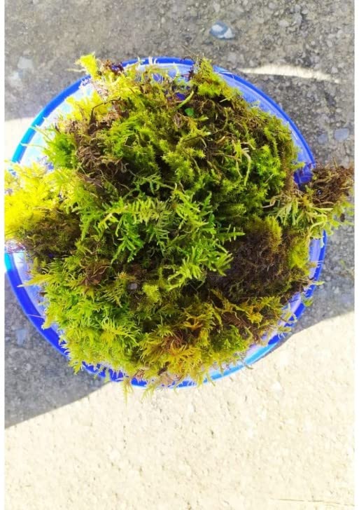 VK Hore Dry Moss Green Grass for Fairy Tale Garden, Mini Garden, Terrarium (200 g) Home and Gardan (B09S1BWBKS) Amazon Price History, Amazon Price Tracker