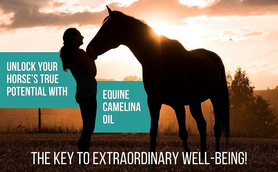 Camelina Oil for Horses, 4L by Olimega Farm | High in Omega-3 & Vitamin E | Support for Healthy Joints, Coat & Skin | Pure & Cold Pressed | Joint Supplement | Made in Canada | Non-GMO — view 9
