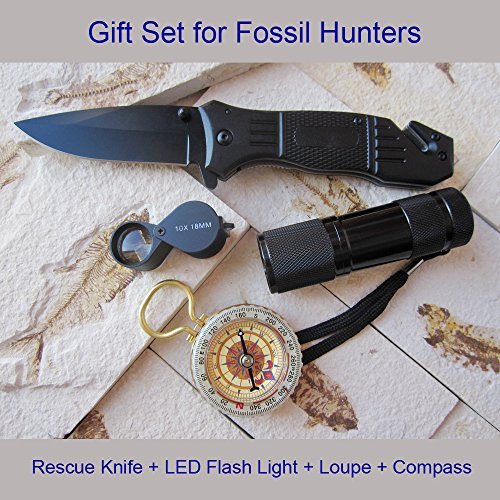 Buy Fossil Hunting Tool Kit Online at Low Prices in India Amazon.in