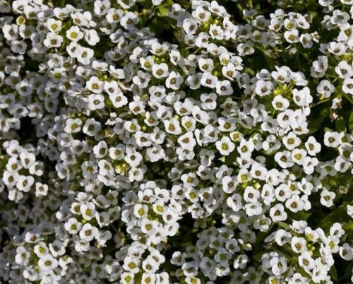 Semi Di Lobularia Maritima (Alyssum) - Stella Errante Thompson &amp; Morgan 1746