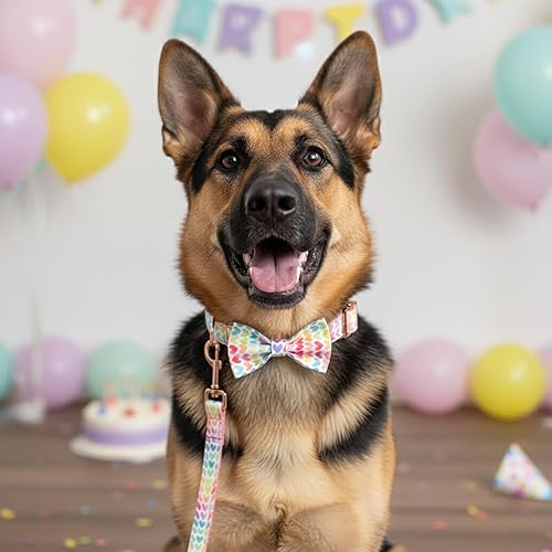 Miniatura 10 de PETDURO Collar de perro personalizado con nombre y teléfono grabado en hebilla de metal Personalizado para perros medianos y grandes Impresiones