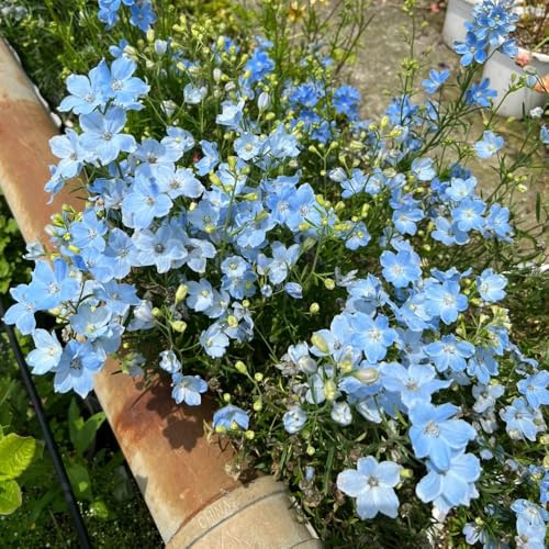 semi resistenti del delphinium, delphinium to perenne, decorazione autunnale resistenti, luoghi soleggiati Balcone 250pcs