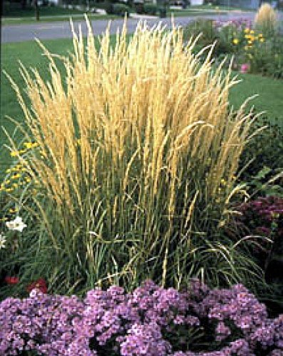 Overdam Variegated Feather Reed Grass - Calamagrostis - Quart Pot #TOP1