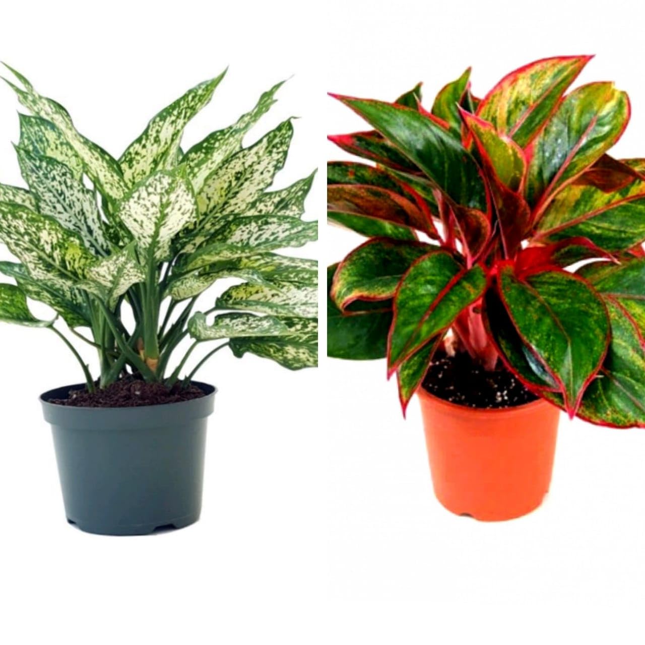 Gurveplantationi Live 2 Air Purifying Plants Combo Of Indoor House Plant In Pots (Pack of 2 Healthy Live Plant) (Aglaonema Snow White, Aglaonema Lipstick) (B0CZF7LDDY) Amazon Price History, Amazon Price Tracker