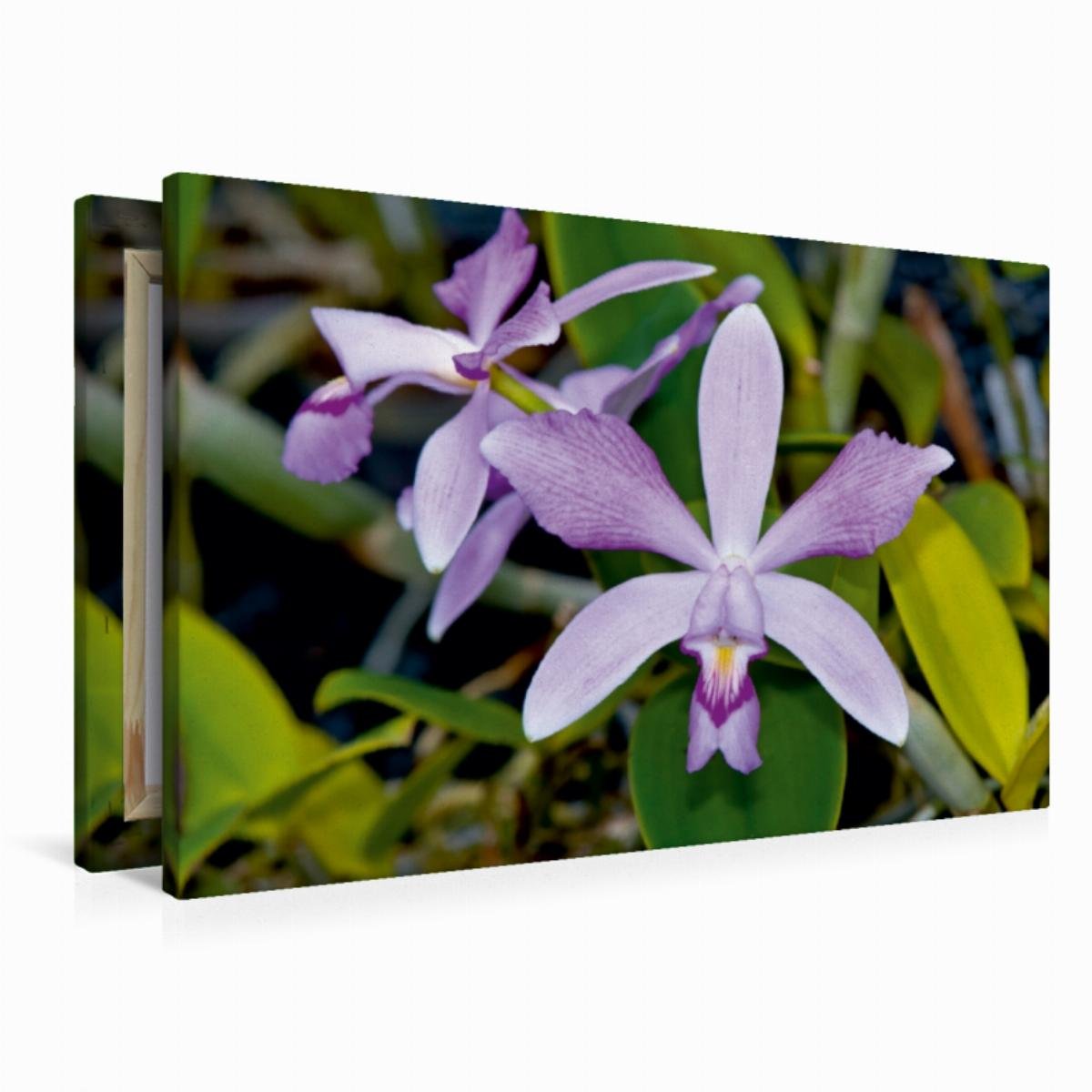 Premium Textil-Leinwand 90 x 60 cm Quer-Format Cattleya violacea rosea anelata | Wandbild, HD-Bild auf Keilrahmen, Fertigbild auf hochwertigem Vlies, Leinwanddruck von Eerika Schulz