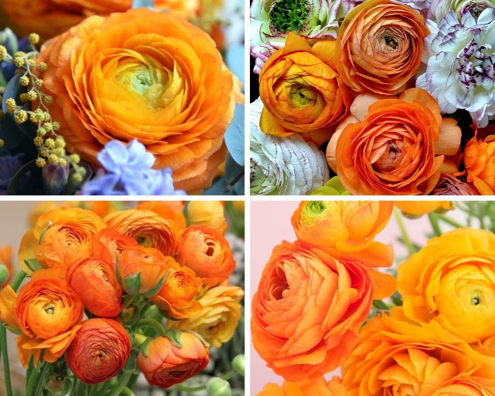 Ranunculus Bulbs for Planting, 25 Mix Ranunculus Bulbs for Fall Planting, French Peony Ranunculus Corms Bulk Ranunculus Flowers Buttercups