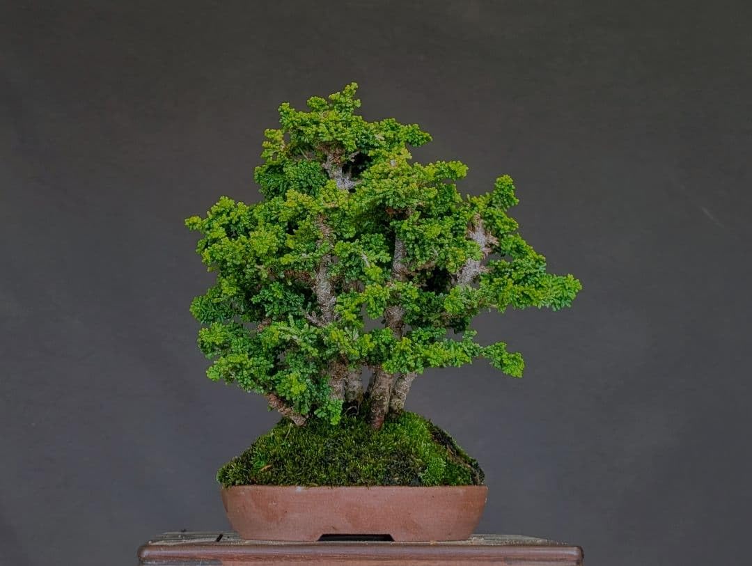 Amazon｜石化ヒノキ 寄せ植え ミニ盆栽 小盆栽｜観葉植物 オンライン通販