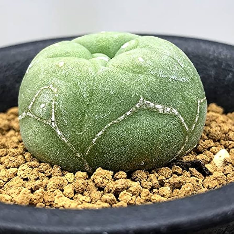 現地球 ロフォフォラ ディーフューサ 翠冠玉 サボテン Amazon|サボテン:ロフォフォラ ディフューサ 翠冠玉*S|観葉