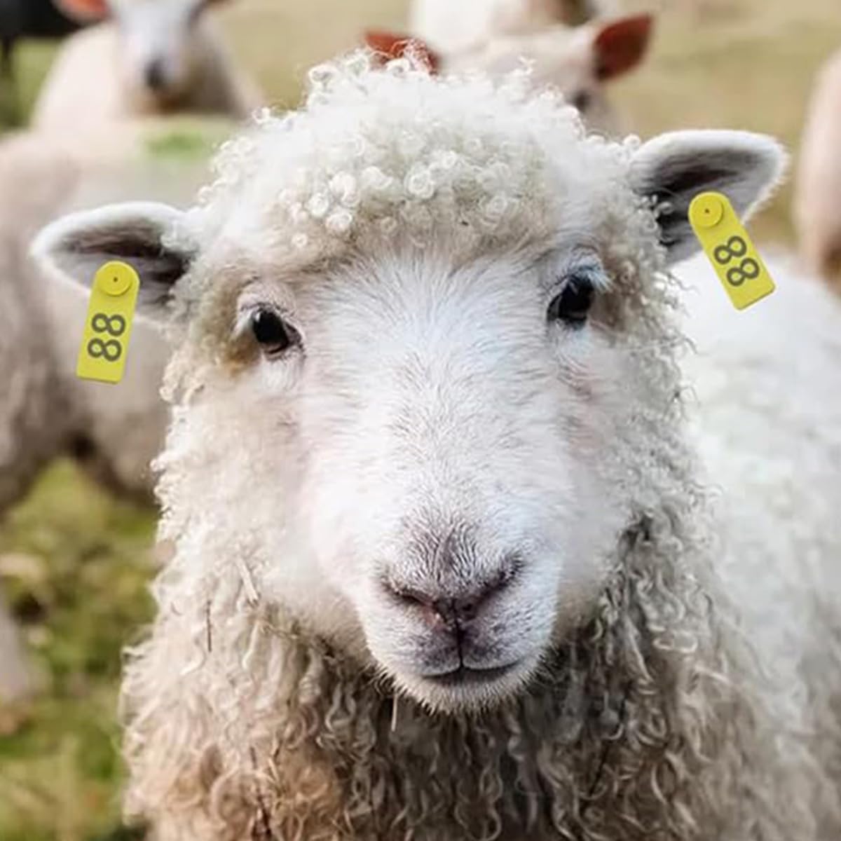 Applicatore Universale di Tag Auricolari per Bestiame Tag Auricolari Rotondi per Mucche, maiali,Cavalli Strumento di identificazione degli Animali veterinari Forniture agricole durevoli
