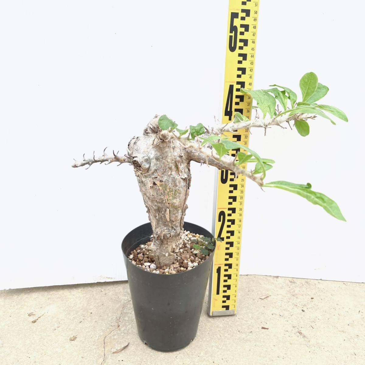 Amazon.co.jp: セサモタモナス ブッセアヌス 5号 品種レア コーデック