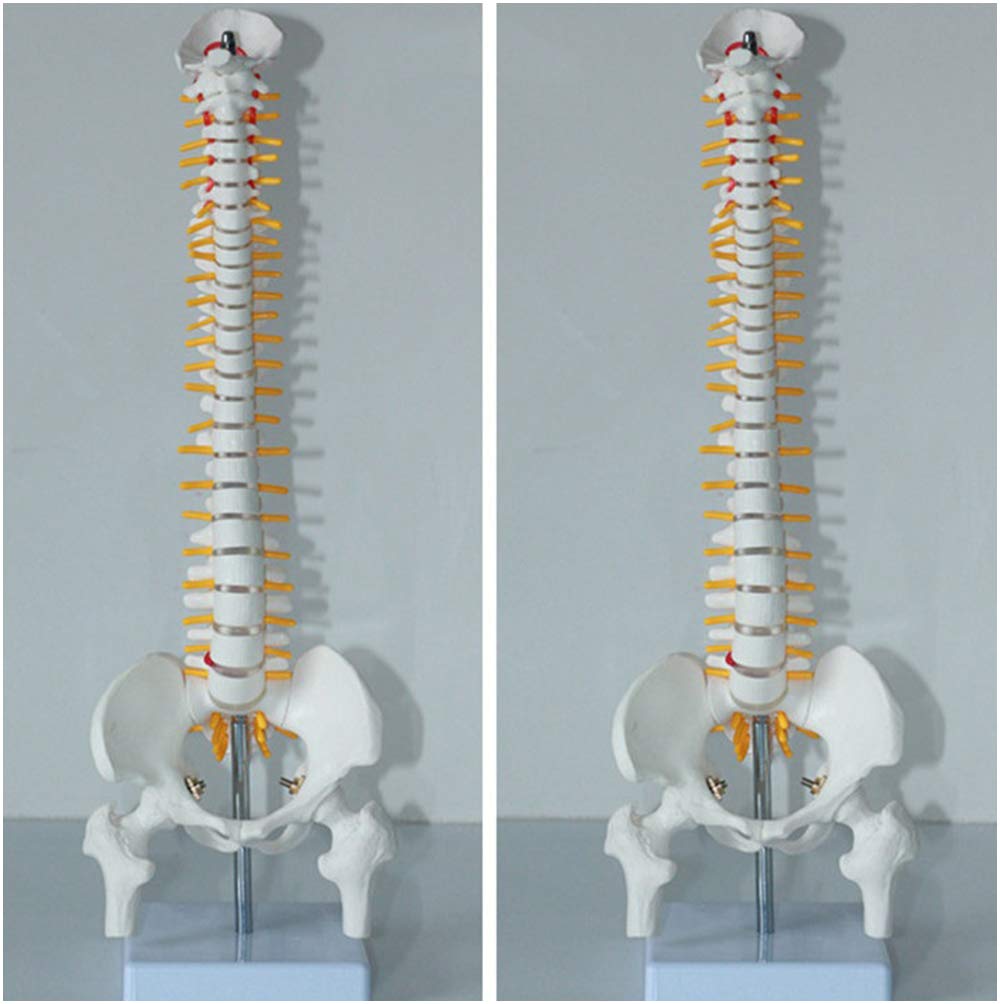 Sjdopulse A 45Cm Spine Model - Human Spine Model With Pelvis - Medical Natomical Spinal Nerve Model Spine Ttached To Pelvis Nd Femur For Science Teaching Display (A)