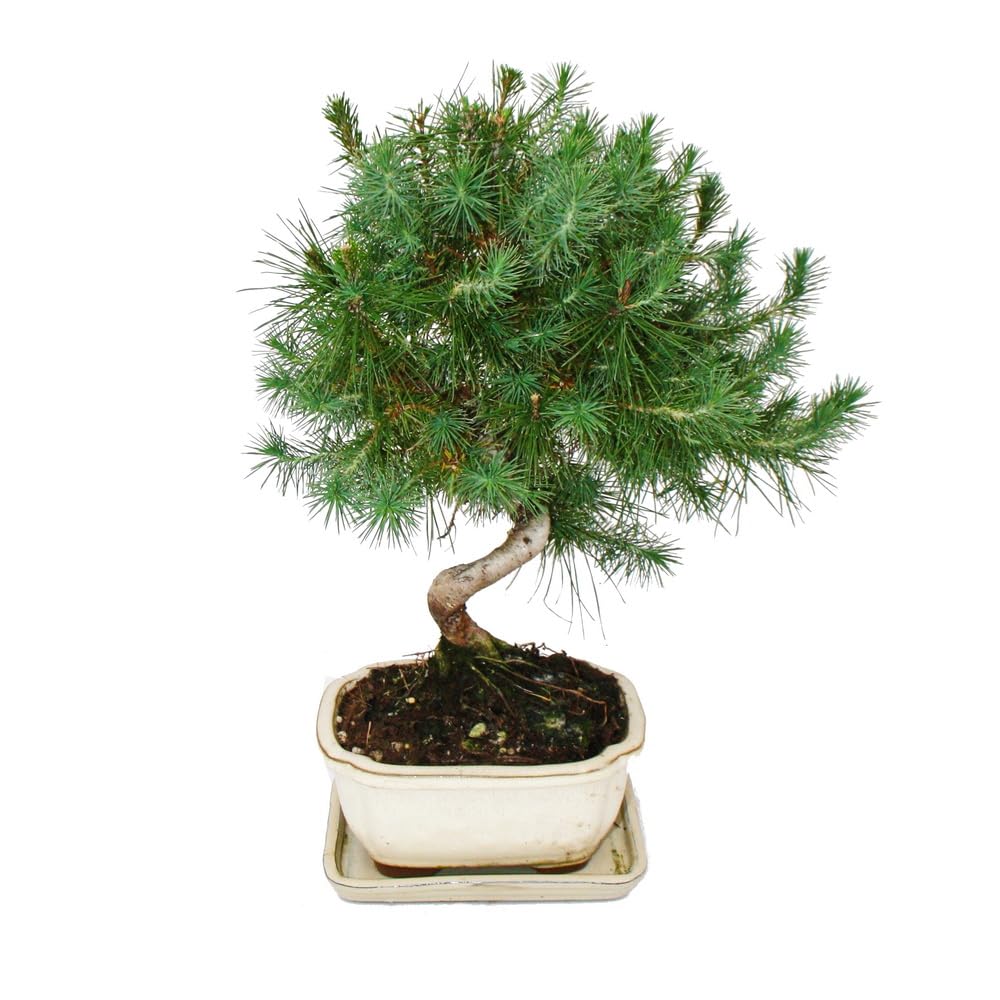 Bonsai - Pinus halepensis - Aleppo-Kiefer - ca. 7-8 Jahre alt - 16cm Schale
