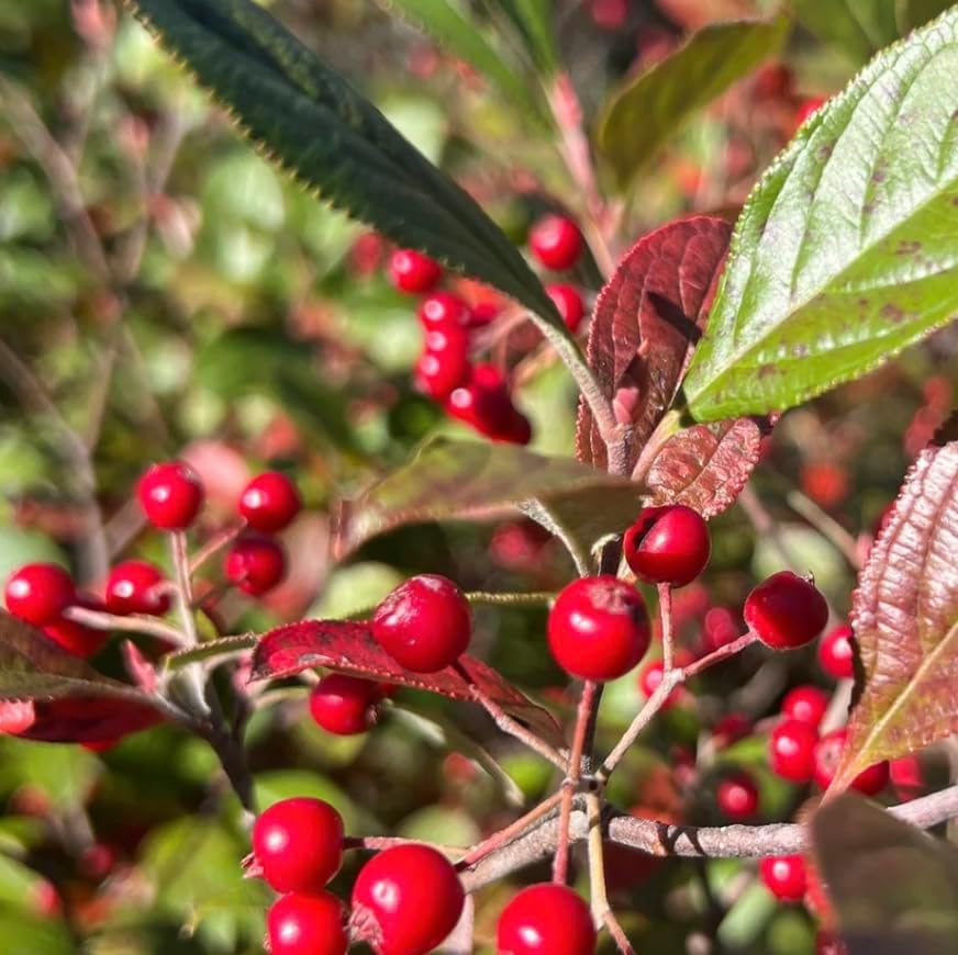 Red Chokeberry 4 Live Shrub (Aronia arbutifolia) – Native Wildlife Shrub with Red Berries – White Spring Flowers – 1 Gallon Pot, 2–3 ft Plant