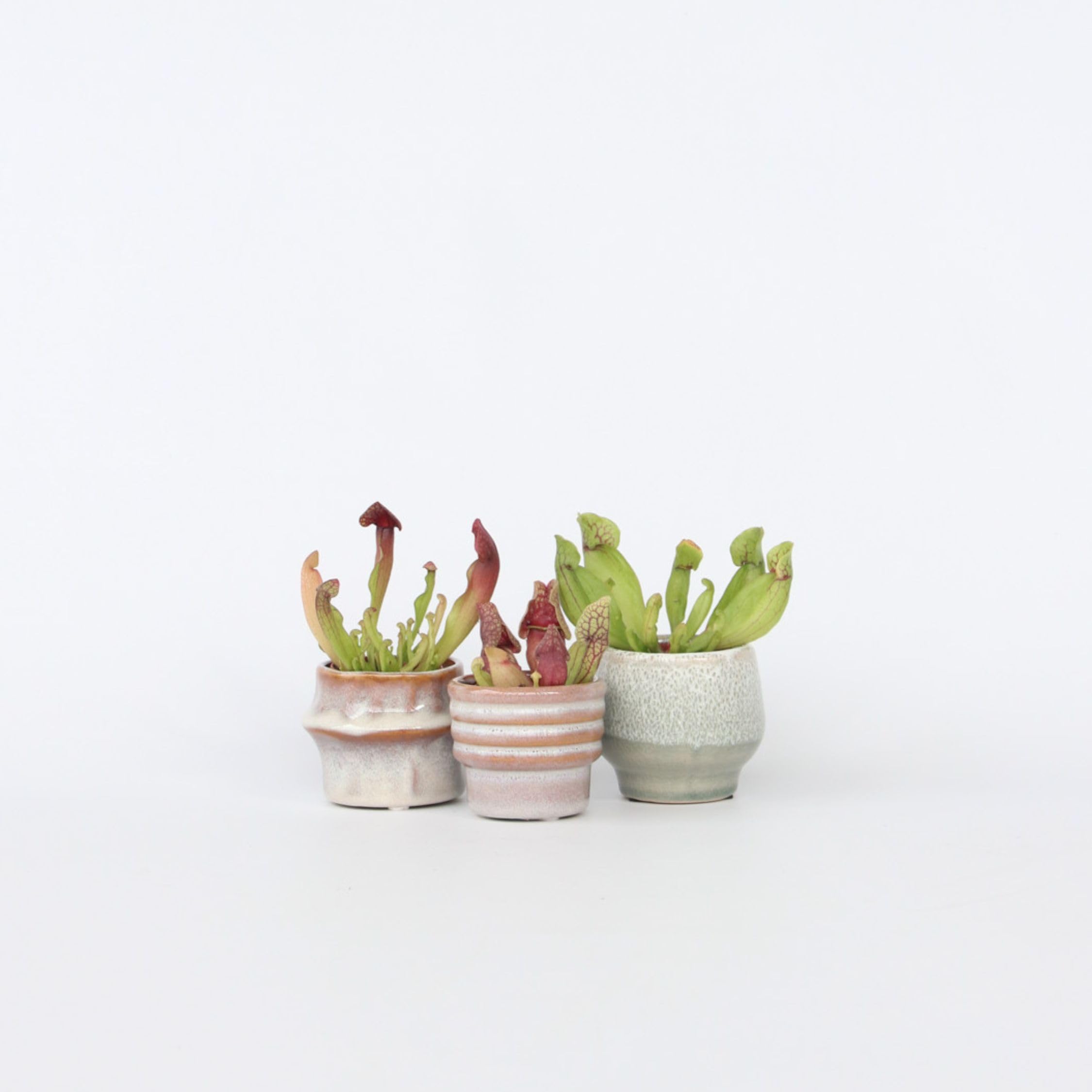 Plant in a Box - Sarracenia purpurea - 3er Set - Lila-Grün - Purpurroter Schlauchpflanze - Fleischfressende Pflanze - Topf 5,5cm - Höhe 10cm