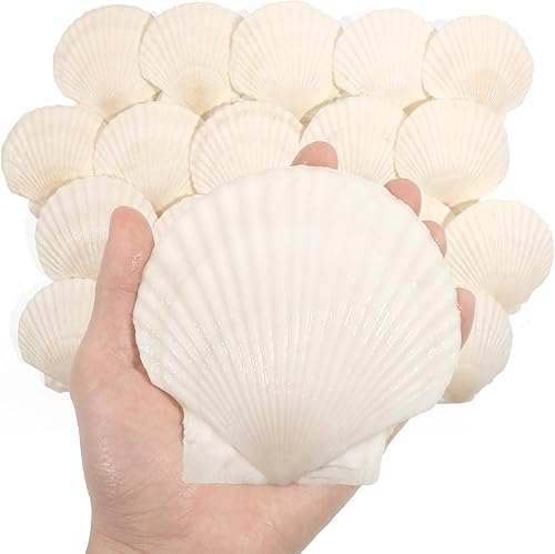 20 conchas de vieira grandes de 4 a 5 pulgadas para manualidades, conchas marinas grandes naturales para manualidades, conchas blancas de gran mar