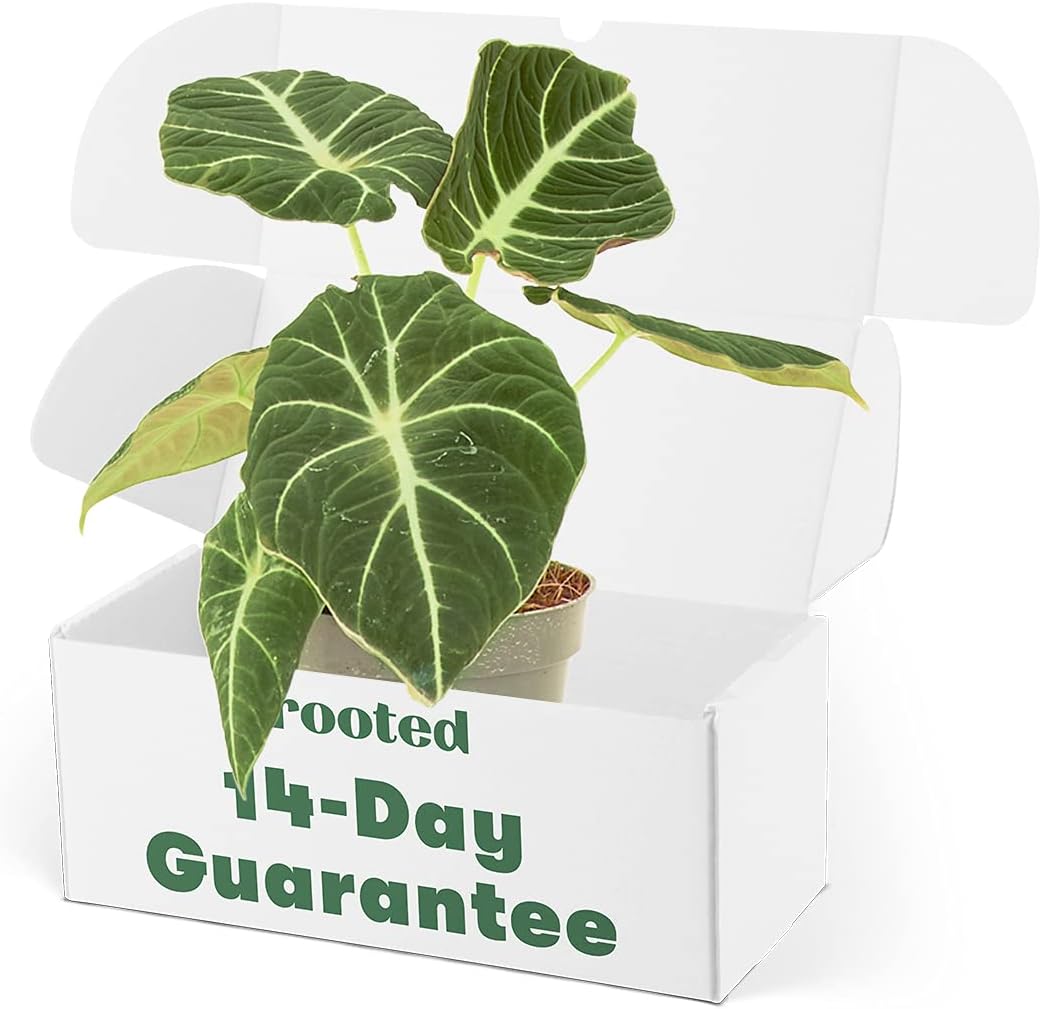 Rooted Alocasia Black Velvet, Alocasia Reginula, Live, Live Indoor, Home Decor, Easy to Grow, Easy to Care, and Low Maintenance Houseplant, 4 inch Pot