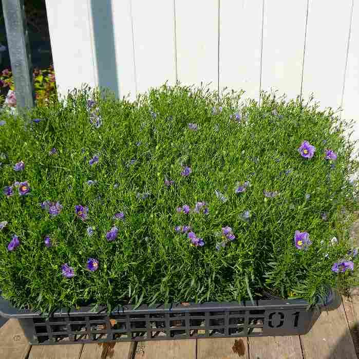 Amazon.co.jp: ニーレンベルギア 苗 オーガスタ ブルー 3.5号