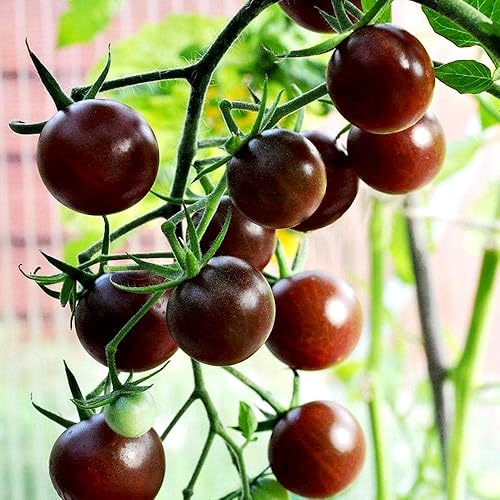 Black Cherry Tomate Solanum Lycopersicum Semillas de jardín para plantar más de 50 semillas disponible en Yaxa Colombia