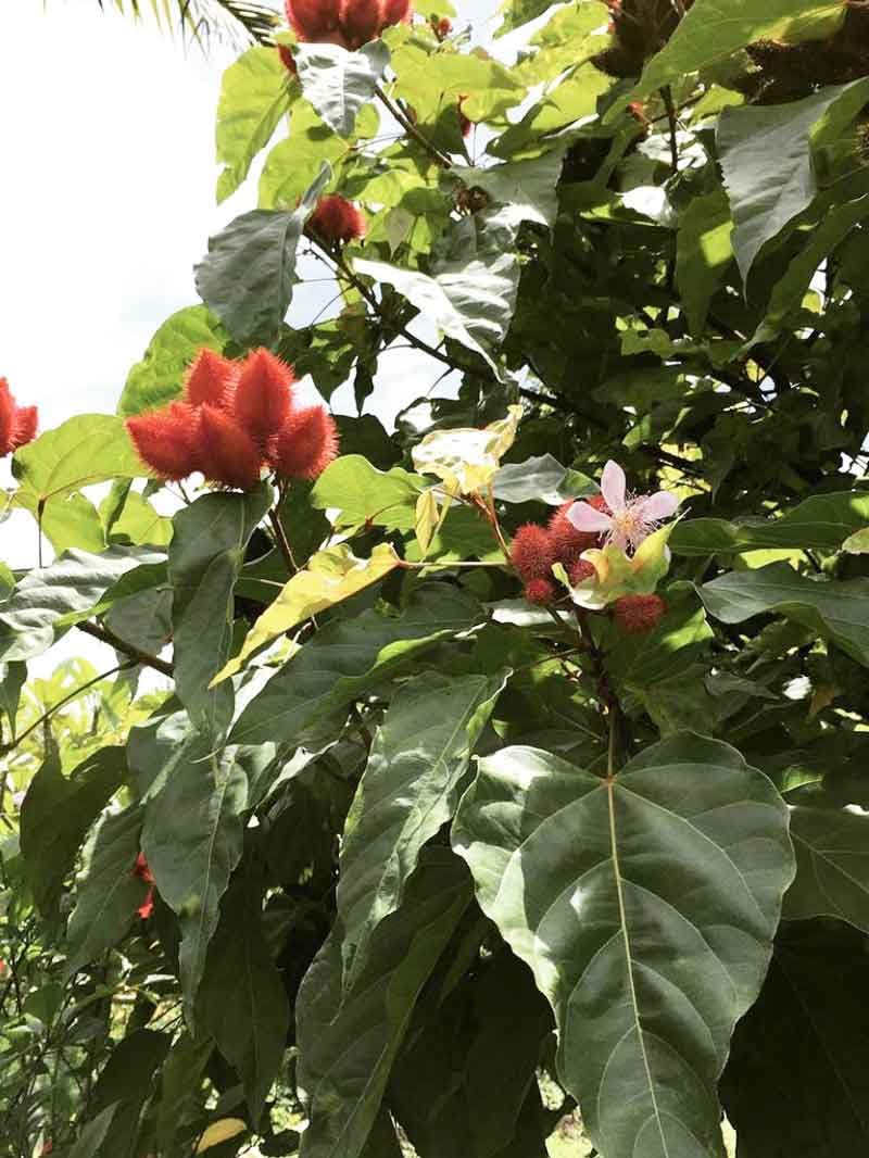 Sindoor plant seeds, 90% germination (40 seeds) (B0CGM7S9PX) Amazon Price History, Amazon Price Tracker