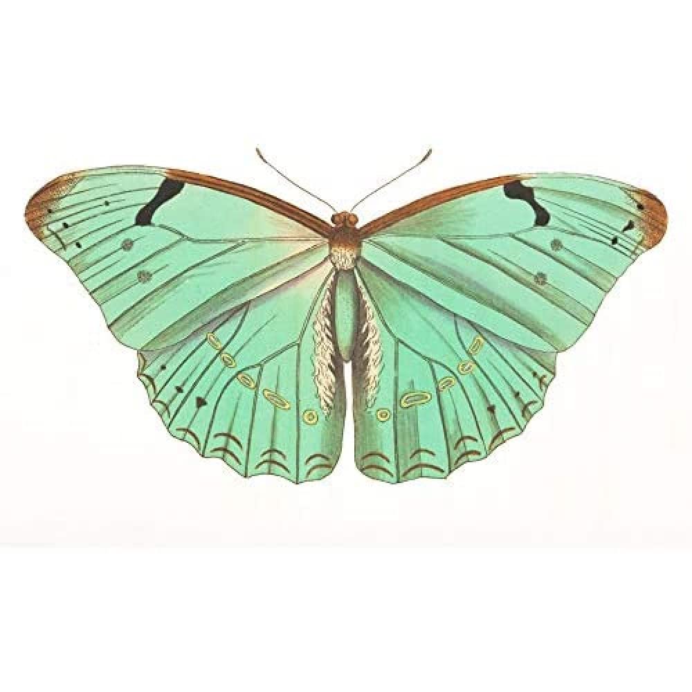 Wee Blue Coo Butterfly Turquoise Unframed Art Print Poster Wall Decor 12x16 inch