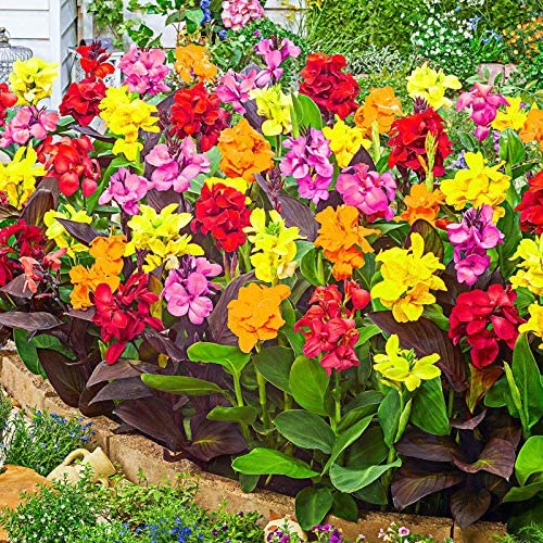 Lycoris.　0331 Buy Cellecor M10 Vision Super Amoled Smart Watch