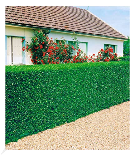 BALDUR Garten immergrün Liguster-Hecke, 3 Pflanzen Ligustrum vulgare 'Atrovirens', Sichtschutz, winterhart, Wasserbedarf gering, Ligustrum ovalifolium