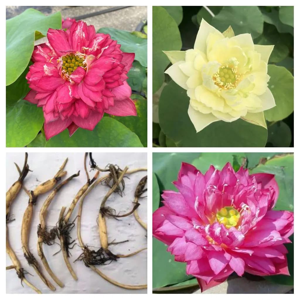 Multi Color Lotus Water Lily Live Plant | Rare Hybrid Blooming Lotus Tuber Rhizome | Pack of 1| Premium Aquatic Flower Plant for Pond, Water Garden, Balcony Pond & Outdoor|-image-5