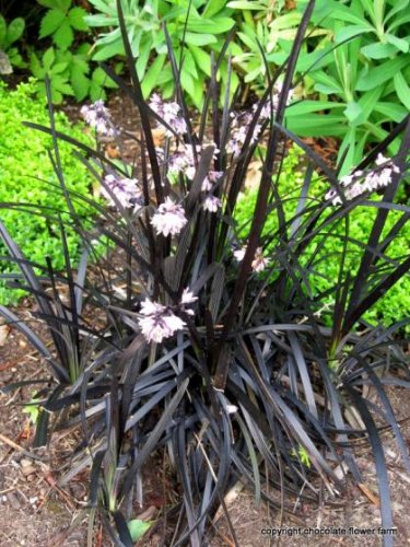 Black Mondo Grass | Ophiopogon Planiscapus 'Nigrescens' | CANADA