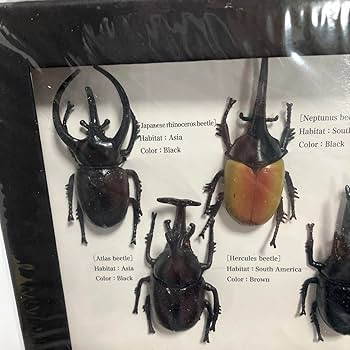 Amazon.co.jp: Zoe カブトムシ＆クワガタ 標本 : ペット用品