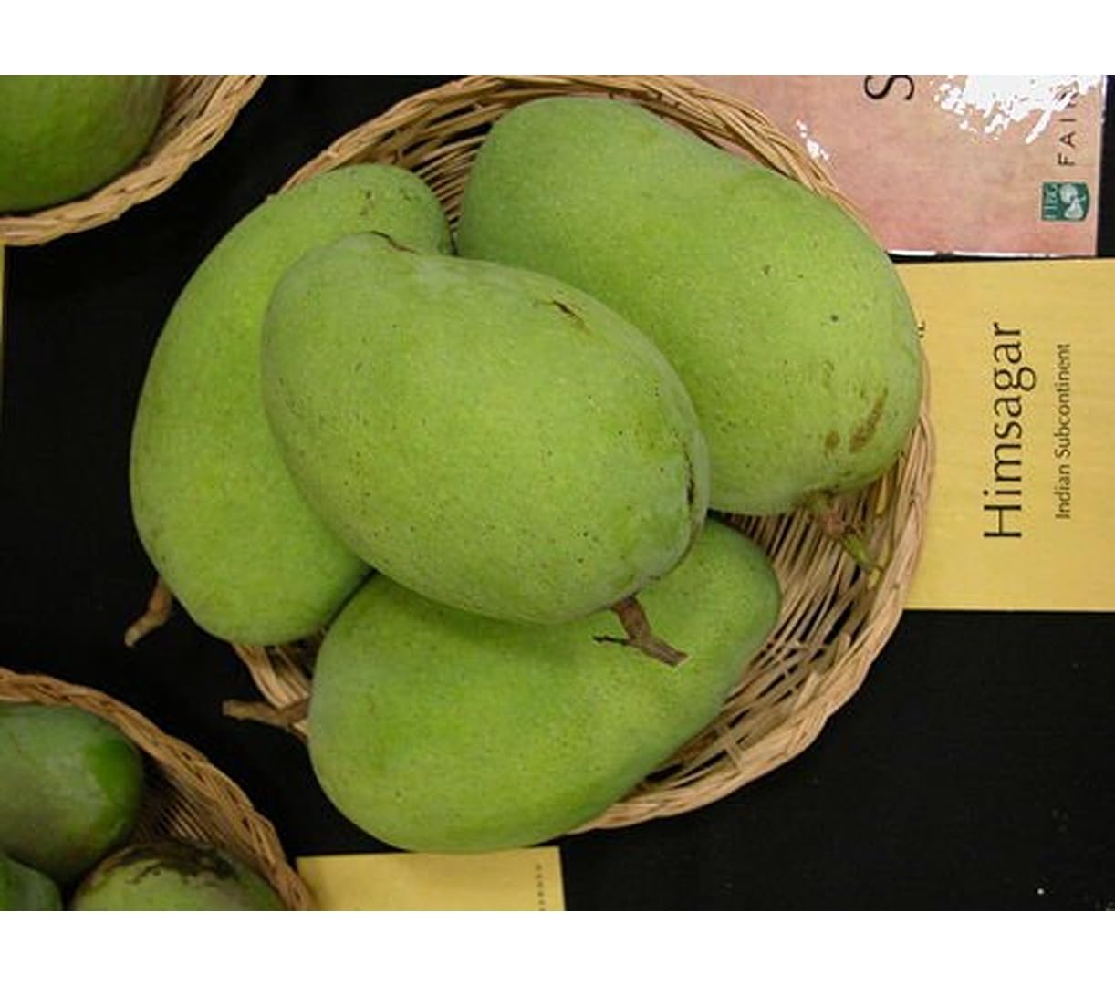 Dejestqoo Himsagar Mango Plant (Grafted Plant Height 2-3 Feet) Hybrid 1 Healthy Live Frout Plant For Home Garden Fruit After 2-3 Years Grafted Mango Tree (B0CC9Y938T) Amazon Price History, Amazon Price Tracker