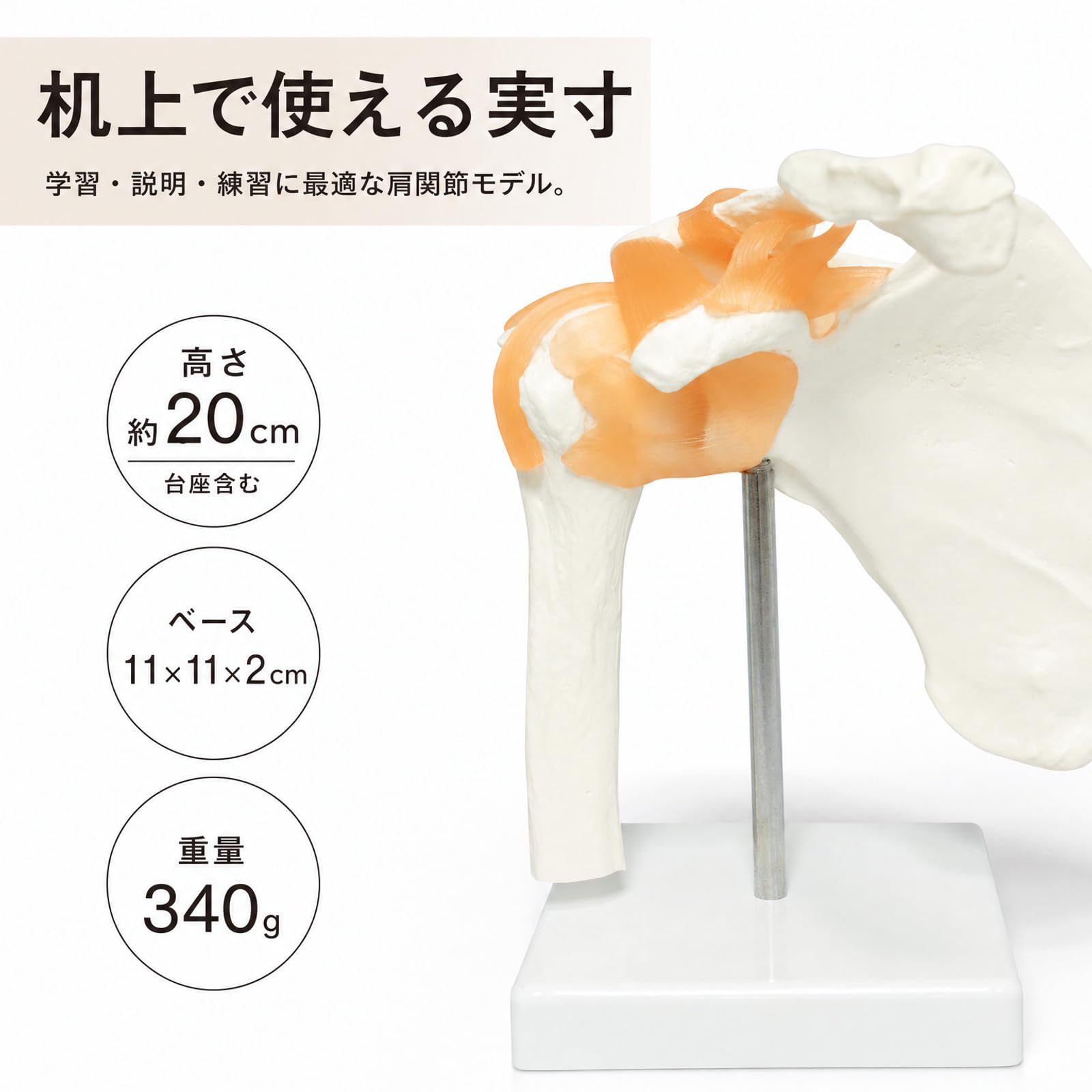 Amazon.co.jp: モノライフ 肩甲骨 肩関節 鎖骨 模型 モデル 人体 骨格