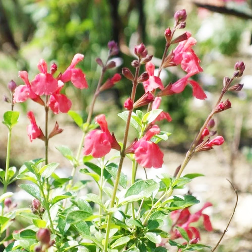 akana チェリーセージ 挿し木苗 akana様専用 チェリーセージ 挿し木苗